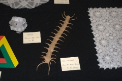 Various models by Allesandro Beber